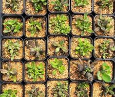 Green cacti in pots photo