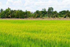 campo de arroz con cáscara de oro