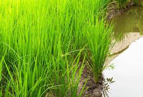 Golden paddy rice field photo