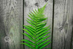 Fern leaves on the background of the old wooden background photo
