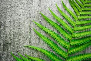 Fern leaves on the background of the old wooden background photo