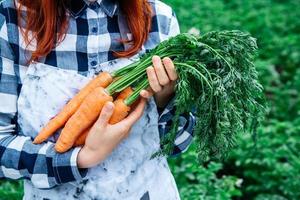 Bunch of carrots in women's hands on background vegetable garden