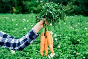 Person holding carrots photo