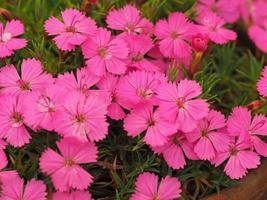 Bonitas y pequeñas flores rosadas de dianthus inshriak deslumbrante foto