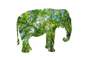 silueta de bosque en forma de animal salvaje foto