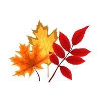 Autumn Falling Leaves Icon Isolated on White Background. vector