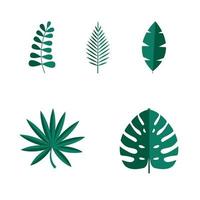 Set of Summer tropical leaves isolated on white background. vector