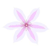 hermosa flor de clemátide sobre fondo blanco. ilustración vectorial vector