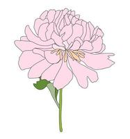 Abstract Hand Drawn Peony flower. Vector Illustration