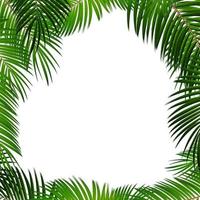 Palm Leaf on White Background with Place for Your Text vector