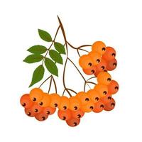 Autumn Rowan Berries Isolated on White Background. Vector Illustration