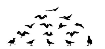 Set of different gull silhouettes. Flying, eating, going, taking off. vector