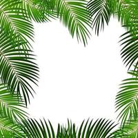 Palm Leaf on White Background with Place for Your Text vector