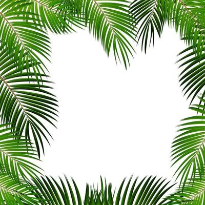 Coconut Leaf Vector Art, Icons, and Graphics for Free Download