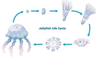 Jellyfish Life Cycle for kids education vector