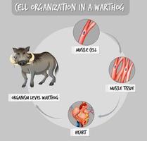 Diagram showing cell organization in a warthog vector