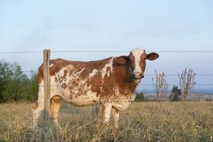 Side view of beautiful brown and white spotted Dutch cow photo