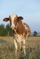 Cerca de la hermosa vaca holandesa manchada de marrón y blanco foto