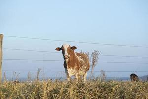 Vista frontal de una hermosa vaca holandesa manchada de color marrón y blanco foto