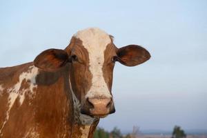 Beautiful brown and white spotted Dutch cow photo