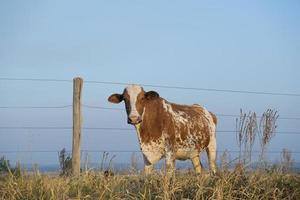 Beautiful brown and white spotted Dutch cow photo