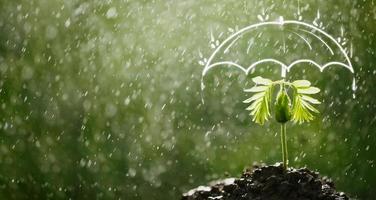 Umbrella protects the sapling from rain photo