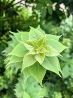 Primer plano de una planta fresca y vívidamente verde foto