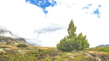 Small high mountain pine is growing photo