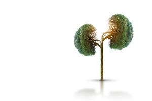 Trees  kidneys  3D environmental and medical concepts photo