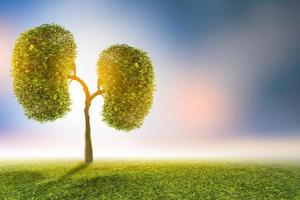 Trees  kidneys  3D environmental and medical concepts photo