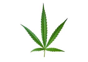 Marijuana leaf illustrations on cannabis Dark background photo