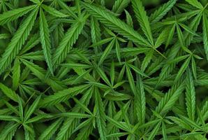 Ilustraciones de hojas de marihuana sobre fondo oscuro de cannabis foto