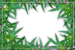 Marijuana leaf illustrations on cannabis Dark background photo