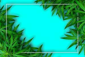 Marijuana leaf illustrations on cannabis Dark background photo