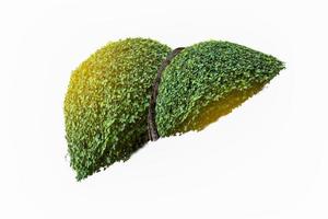 Illustration of a tree in the shape of a liver photo