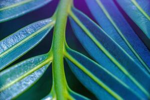 Abstract Beautiful tropical green foliage focuses only photo