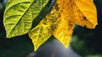 Autumn leaf in green forest, road to forest photo