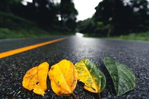 Autumn leaf in green forest, road to forest photo