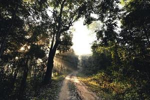 Foggy road in rural village in the morning, forest road photo