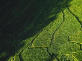 Landscape Paddy rice field in Asia, aerial view photo