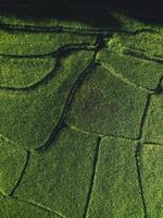 Landscape Paddy rice field in Asia, aerial view photo