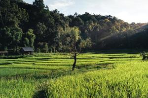 Landscape Paddy rice field in Asia, aerial view photo