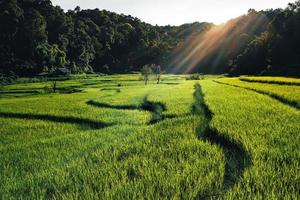 Landscape Paddy rice field in Asia, aerial view photo