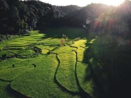 Landscape Paddy rice field in Asia, aerial view photo