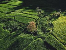 Paisaje de campo de arroz con cáscara en Asia, vista aérea foto