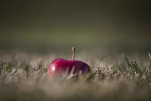 Red apple in the grass