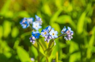 Beautiful blue forget me not flowers landscape Hemsedal Norway. photo