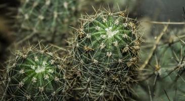 Cactus with sharp thorns closeup photo