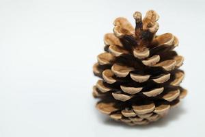 Spruce cone on white background