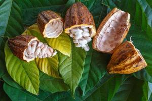 mazorcas de cacao frescas y granos de cacao frescos sobre fondo de hoja de cacao. foto